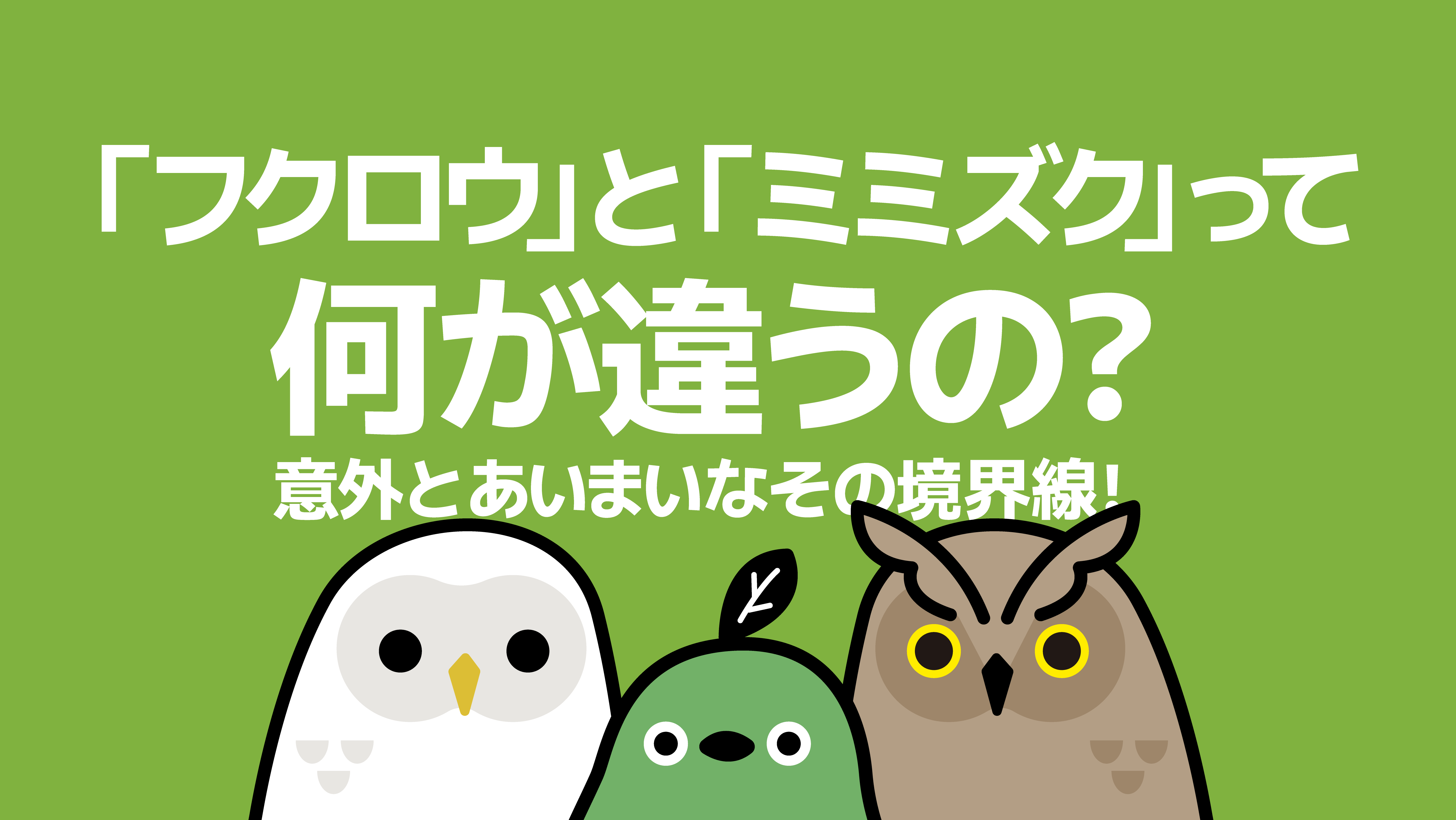 「フクロウ」と「ミミズク」って何が違うの?意外とあいまいなその境界線! - トリまめ | Torimame